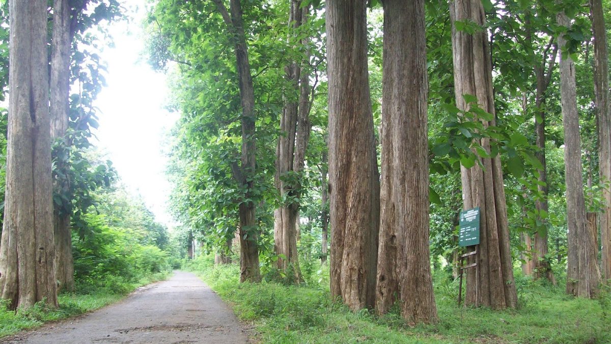 mentaal Adelaide Levendig Types of Teak Trees in Indonesia | Indonesia Teak Furniture Manufacturer